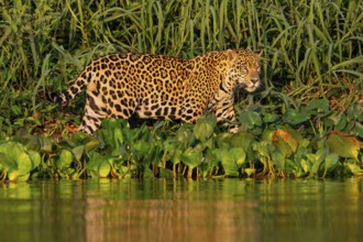 Jaguar (Panthera onca) Pantanal Brazil