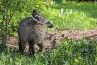 A Bat-eared fox (Otocyon megalotis) stands next to a sandy place in a green meadow on a sunny day