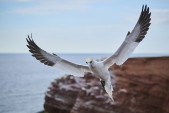 Northern gannet (Morus bassanus) landing over the cliffs, wildlife, Helgoland, Germany, Europe