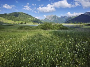 Reed meadow blooming in the background of the, reservoir, Sihlsee, Euthal, Canton Schwyz,