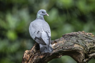 Stock Dove (Columba oenas), Emsland, Lower Saxony, Germany, Europe