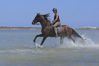 Riding holiday, Djerba, Tunisia, swimming with horses, riding, sea, Africa
