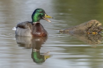 Male mallard duck (Anas platyrhynchos) swimming by opening its beak at the edge of a river in