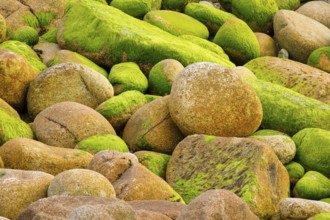 Ochre-coloured stones overgrown with green moss, stone stand in the Breatgne, France, Europe