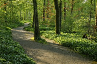 Forest path in the evening light in the canton of Thurgau, Switzerland, Europe