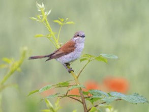 Red-backed shrike, red-backed shrike, thorn-backed shrike, family of shrikes, (Lanius collurio),