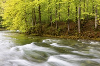 Königsseer Ache in front of Buchwald (Fagus), beech family (Fagaceae), Berchtesgadener Land,