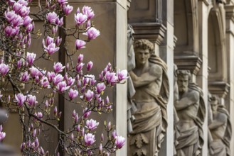Magnolia blossom in Stuttgart. Magnolias (Magnolia) bloom throughout the city in spring. Stuttgart,