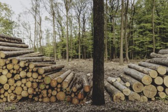 Felled wood in Waldhufen, 12.04.2024