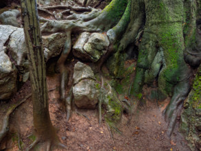 Beech roots and rock in the Felsenmeer nature reserve, near Hemer in the Sauerland region