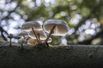 Ringed beech slime moulds (Oudemansiella mucida), Emsland, Lower Saxony, Germany, Europe
