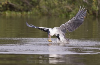 Cocoi Heron (Ardea cocoi) with fish prey in beak, Pantanal, Brasilien