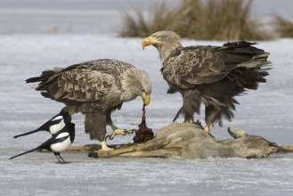 White-tailed Eagle (Haliaeetus albicilla), Mecklenburg-Western Pomerania, Germany, Europe