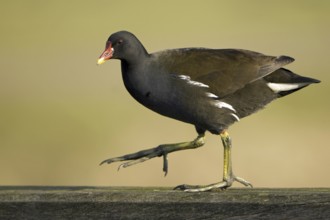 Common Moorhen (Gallinula chloropus), Lower Saxony, Germany, Europe