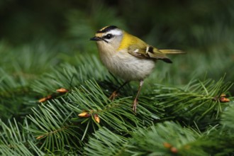 Common Firecrest (Regulus ignicapilla), Asturias, Spain, Europe