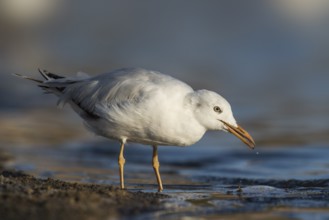 Slender-billed Gull (Chroicocephalus genei) foraging, Eilat, Israel, Asia