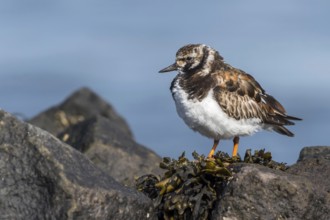 Ruddy Turnstone (Arenaria interpres), Texel, Netherlands