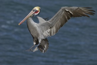 Brown Pelican (Pelecanus occidentalis), California, USA, North America