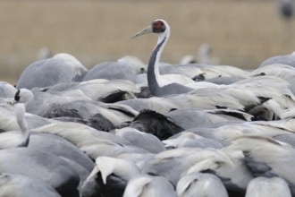 White-naped Crane (Antigone vipio), Arasaki, Japan, Asia