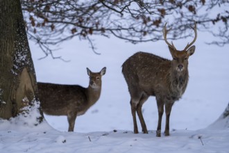Sika deer (Cervus nippon), in the snow, Vulkaneifel, Rhineland-Palatinate, Germany, Europe