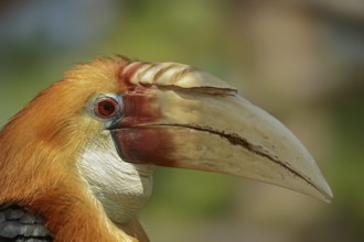 Papua Hornbill (Rhyticeros plicatus, Aceros plicatus), portrait, male, captive, occurring in South