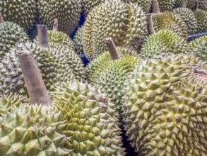 Jack-fruit (Artocarpus heterophyllus) displayed on a stand on a fruit market for sale. Background