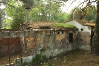 Ruined house in a pine forest near Ravenna, Italy, Europe