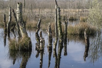 Dead birch trees (Betula pendula) in a moor, rewetting area, Emsland, Lower Saxony, Germany, Europe