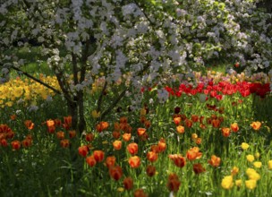 Ornamental cherry, Japanese flowering cherry (Prunus serrulata), red and yellow tulips (Tulipa)