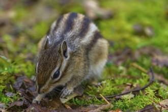 Siberian chipmunk (Eutamias sibiricus) in a forest in Tilburg Noord Brabant in the Netherlands