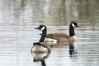 Canada goose (Branta canadensis), Vulkaneifel, Rhineland-Palatinate, Germany, Europe