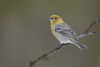 Pine Grosbeak (Pinicola enucleator) female perched on a branch, Lapland, Finland, Europe