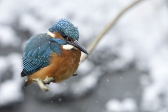 Common Kingfisher (Alcedo atthis) male perched on a branch, North Rhine-Westphalia, Germany, Europe