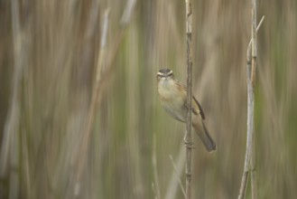 Sedge warbler (Acrocephalus schoenobaenus) adult bird in a reedbed, England, United Kingdom, Europe