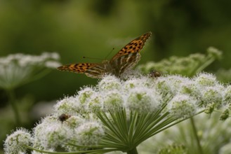 Silver-washed fritillary (Argynnis paphia), Carinthia