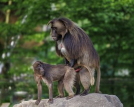 Gelada baboons (Theropithecus gelada), Germany, Europe