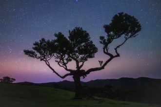 Centuries-old til trees in fantastic magical idyllic Fanal Laurisilva forest in night with starry