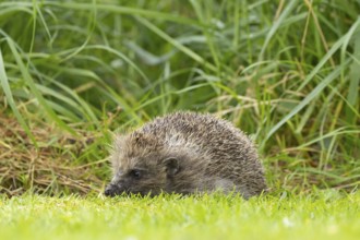European hedgehog (Erinaceus europaeus) adult animal on an urban garden grass lawn in the spring
