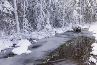 Frozen stream with ice and reflections in the open water in a spruce forest a cold winter. Sweden