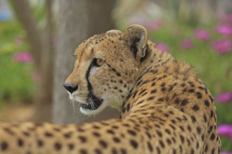 Cheetah (Acinonyx jubatus), meadow, captive
