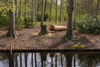 Felled tree in Berlin Tiergarten Park, Berlin, Germany, Europe
