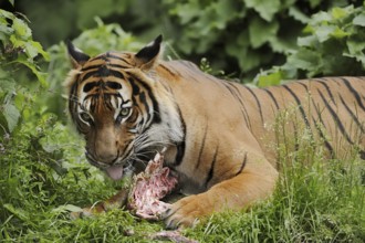 Sumatran tiger (Panthera tigris sumatrae), feeding, captive, occurring on Sumatra, Indonesia, Asia