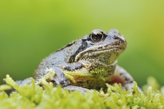 Common frog (Rana temporaria), North Rhine-Westphalia, Germany, Europe