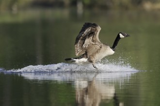Canada goose (Branta canadensis) landing in water, North Rhine-Westphalia, Germany, Europe