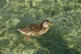 Mallard (Anas platyrhynchos) swimming in crystal clear transparent water on the shore of Lake