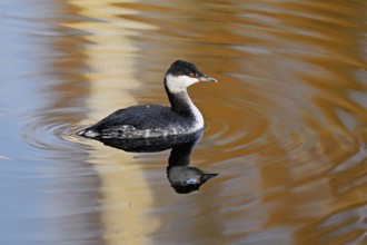 Slavonian grebe (Podiceps auritus), adult, in a white plumage, winter plumage, swimming in Lake