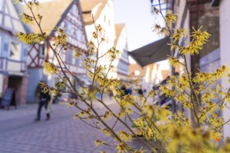 Yellow spring blossoms in front of a lively alley with traditional half-timbered houses, Calw in