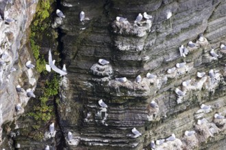 Black-legged kittiwake (Rissa tridactyla), nesting birds on rocky outcrop, Orkney Islands,