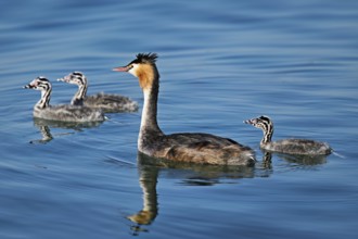 Great Crested Grebe (Podiceps scalloped ribbonfish), with three chicks swimming in the water, Lake