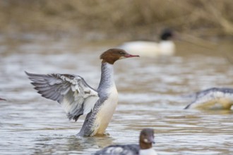 Goosander (Mergus merganser) wbl Germany